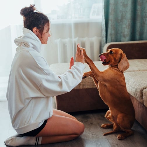 Dog training with soft treats