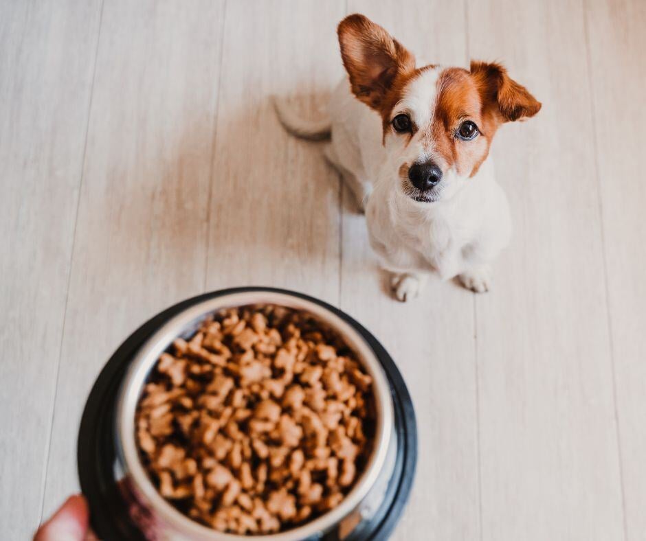 dog food