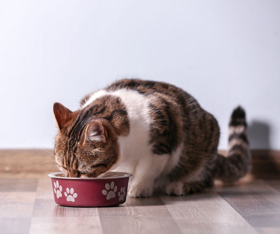 cat food