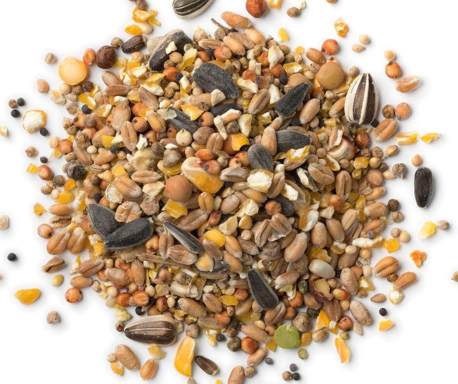 bird food