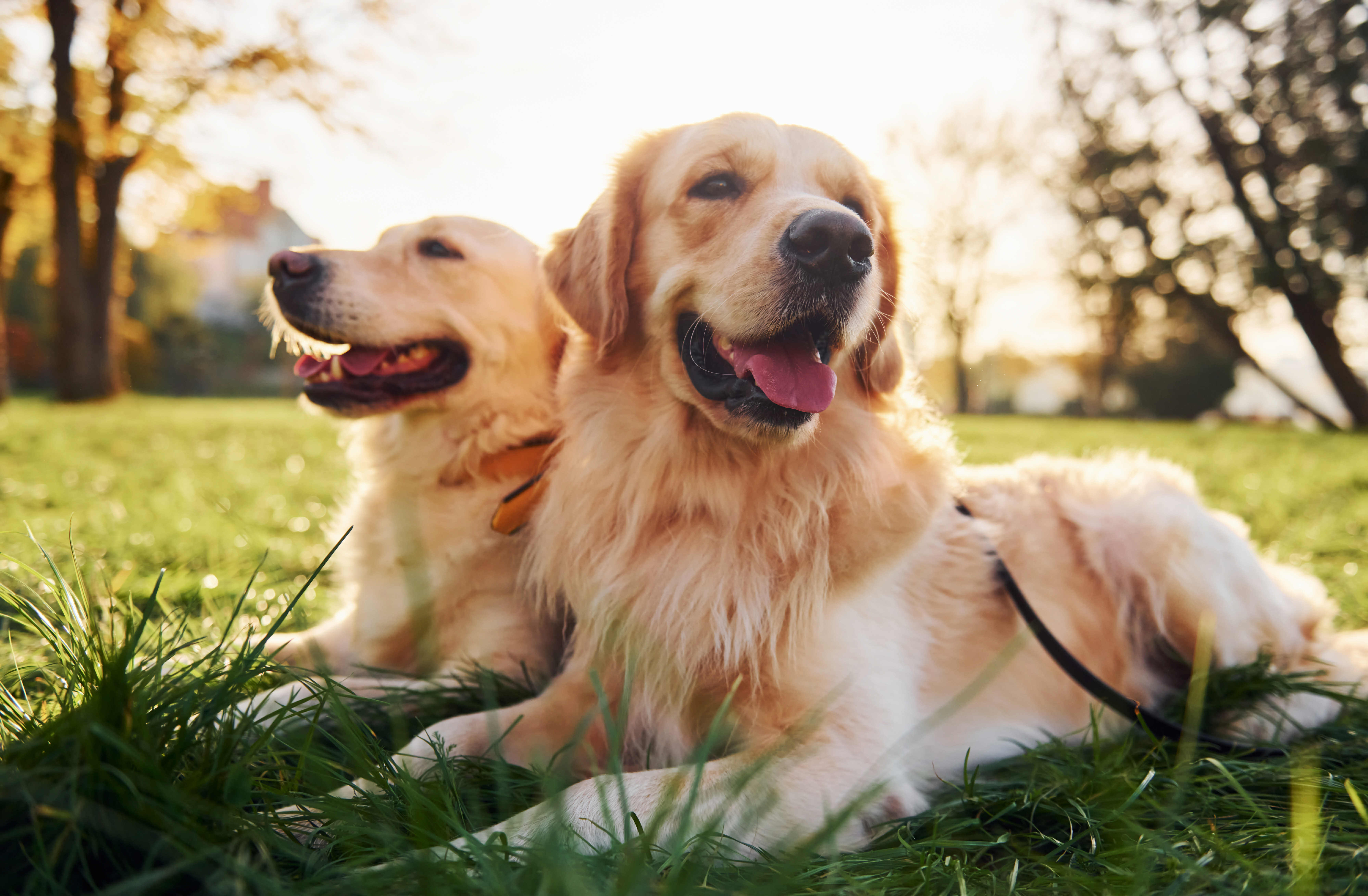 Development of a Functional “Power Drink” for Dogs